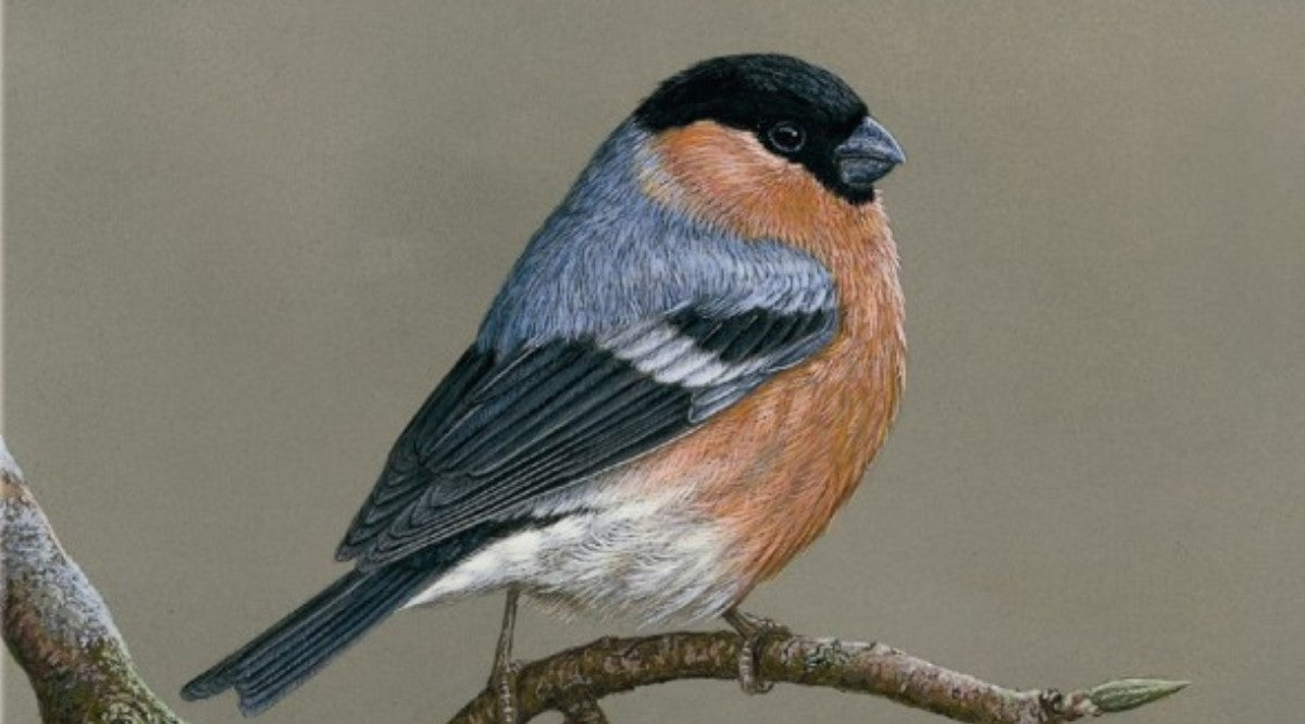 How to attract bullfinches to your garden