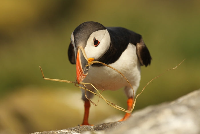 All About Puffins & How They Inspire My Art