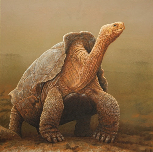 Travel | Galapagos Wildlife Inspires New Art Collection