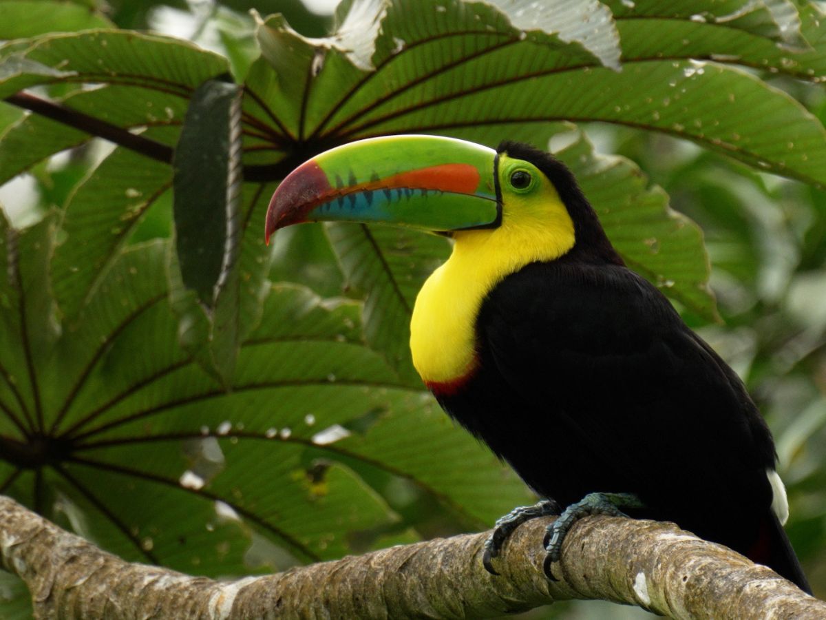 Travel | Why Panama is a wildlife paradise