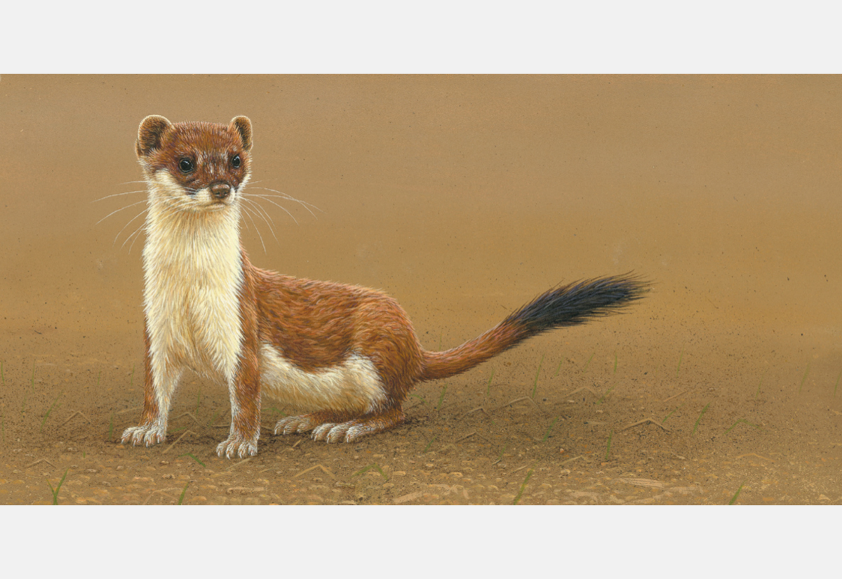 Stoats & weasels in art | A collection inspired by intensive field studies