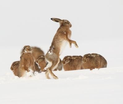 Wildlife Photographer of the Year Semi Finalist.