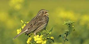 A rare sight on the Wolds