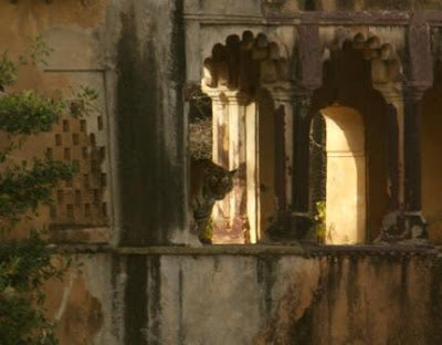 Tigers hunting in the ruins of a Raj temple inspire new paintings