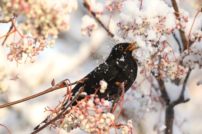 blackbird perched on snowy branch