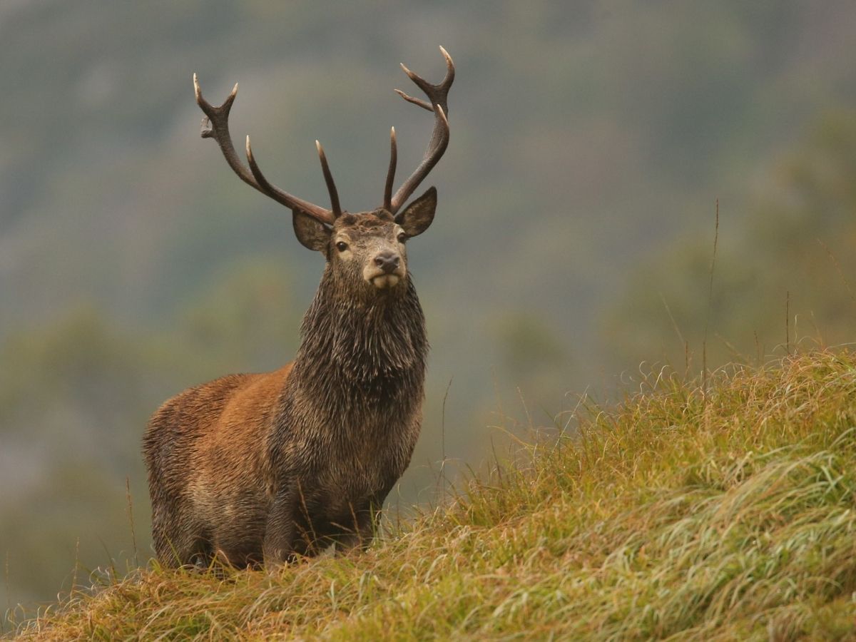 The red deer rut: one of nature's most intense dramas