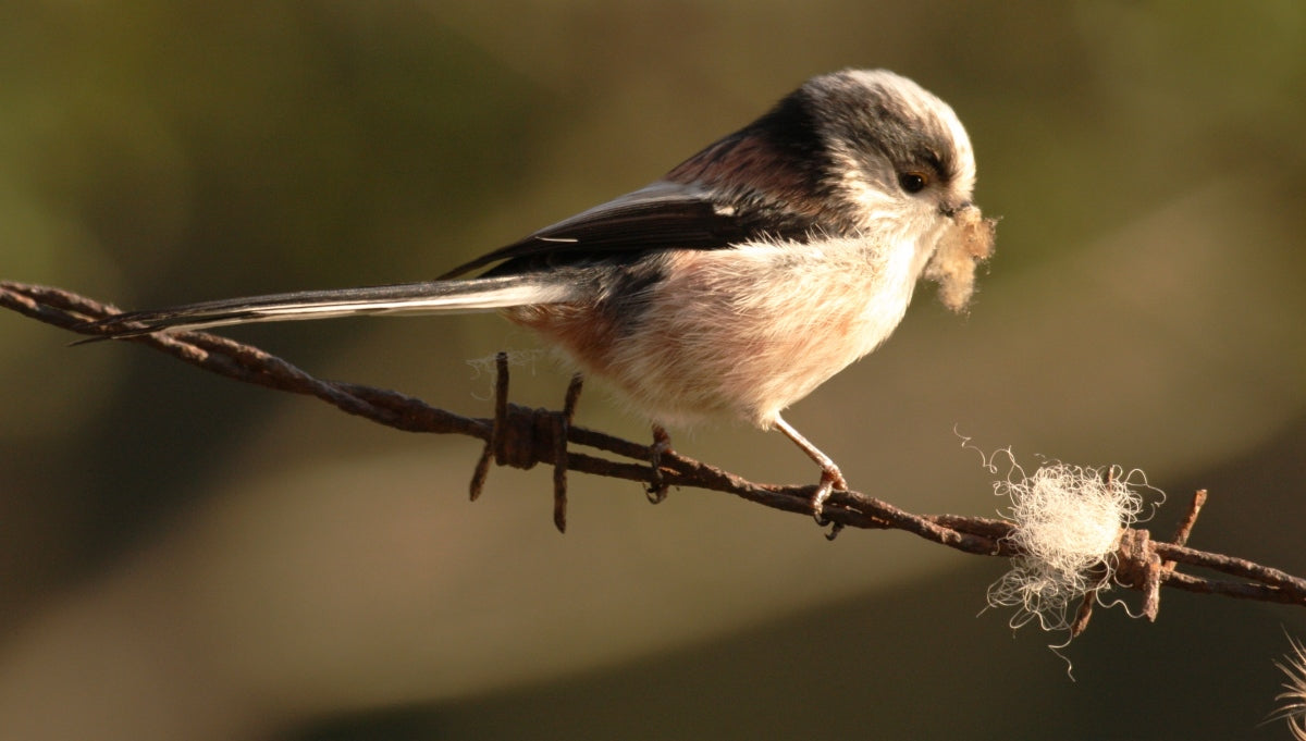 How birds build bespoke nests, tailored to the needs of their chicks