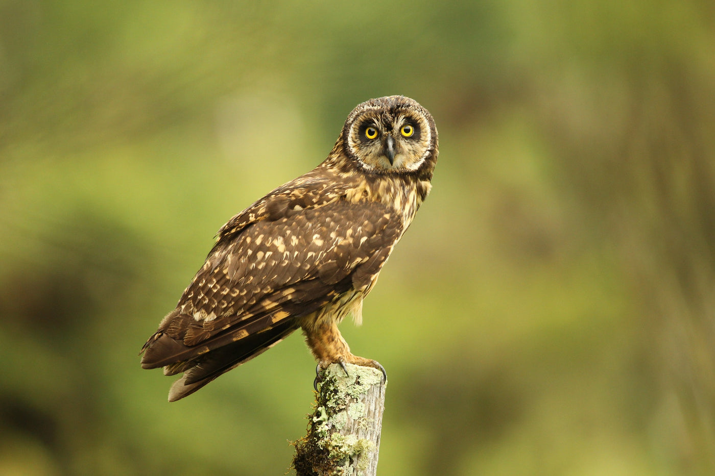 Travel | Searching for owls in Galapagos