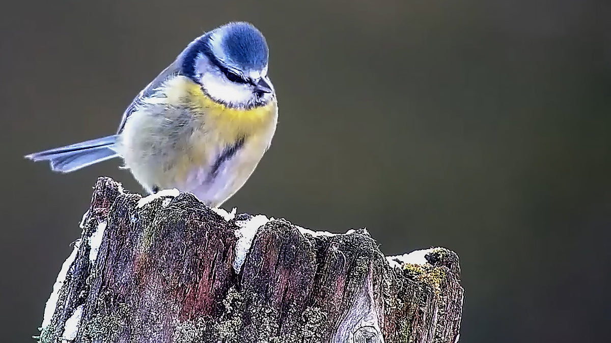 Movie | How British Wildlife Copes With The Chilly