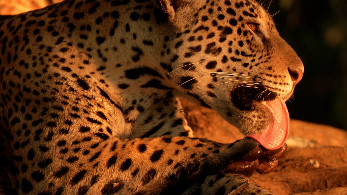 Travel | My Top Wildlife Destinations