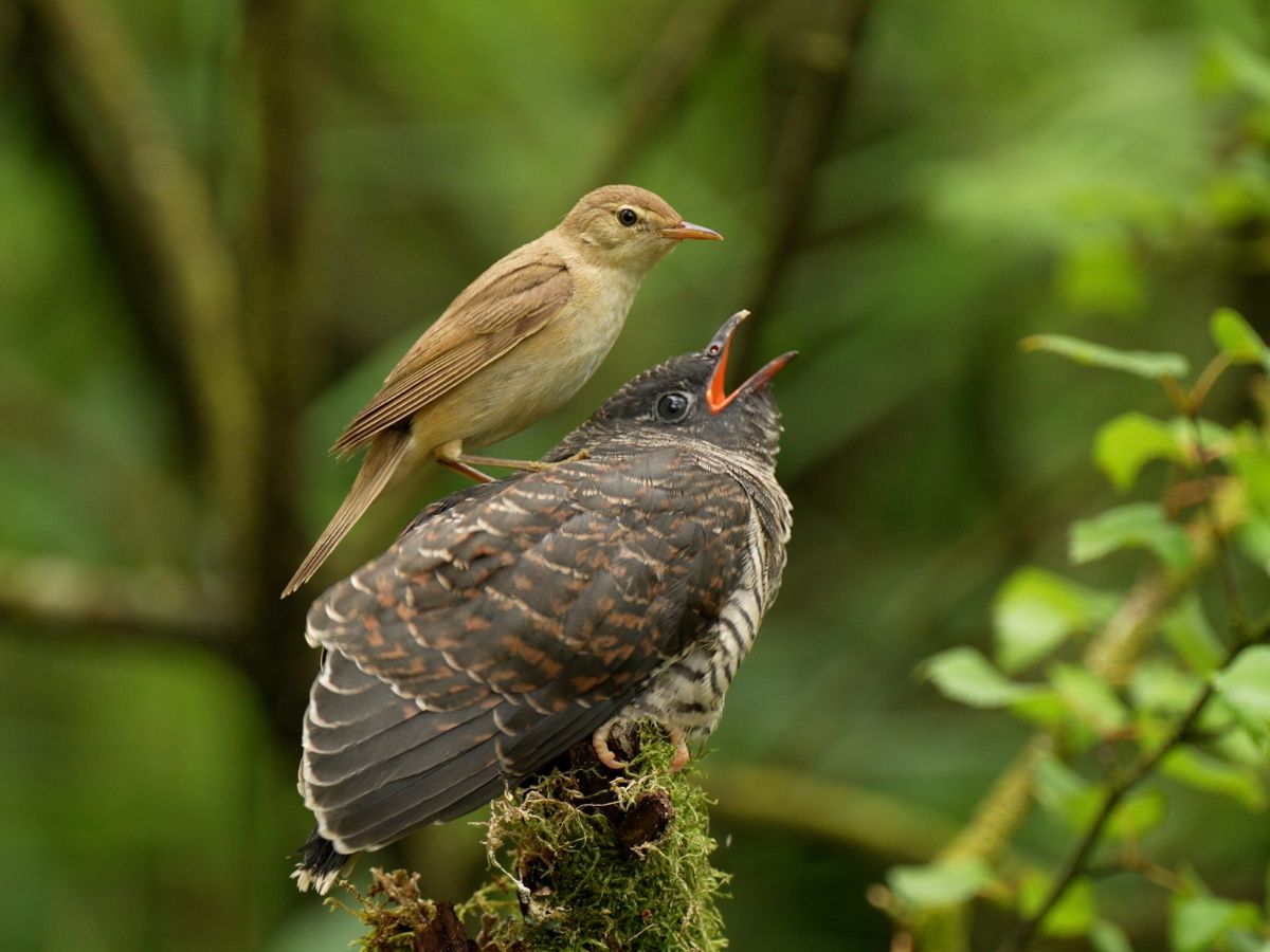 Tiny reed warblers raise cuckoo chick five times their size