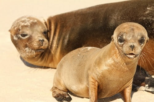Travel | Watching Sea Lions Hunt in Galapagos