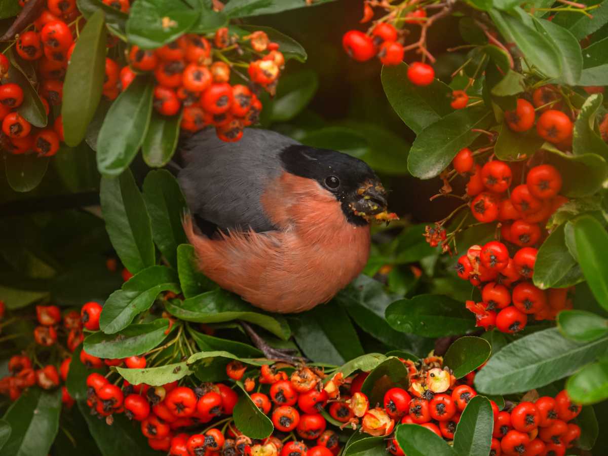 Up Close: Finches, Ladybirds & Wasps Feasting In My Garden