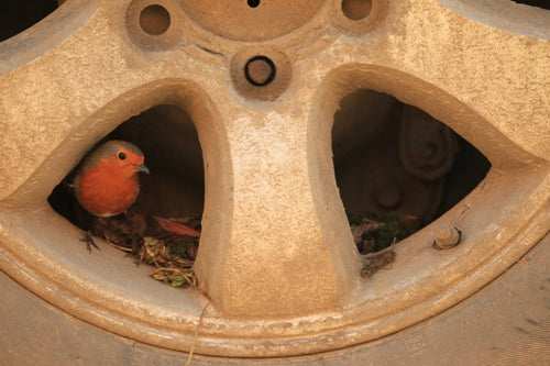 A Robin with Expensive Tastes