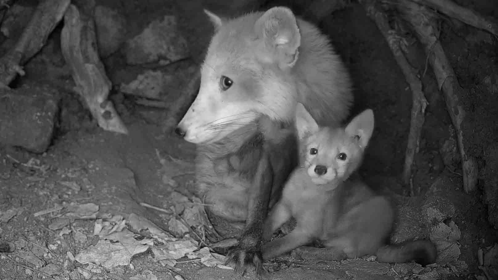 Film | Fox mother and cub inside den | Discover wildlife – Robert