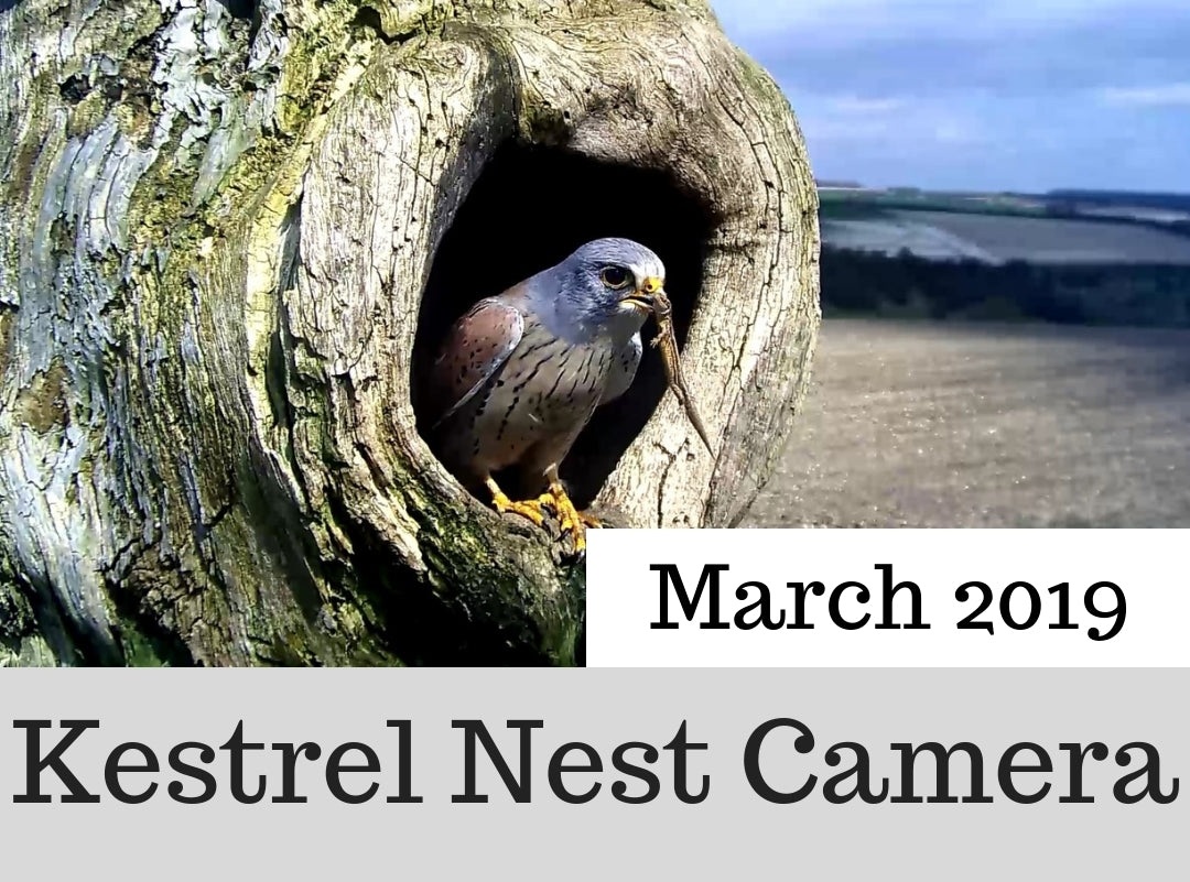 Kestrel Nest Camera | Love & War At The Nest