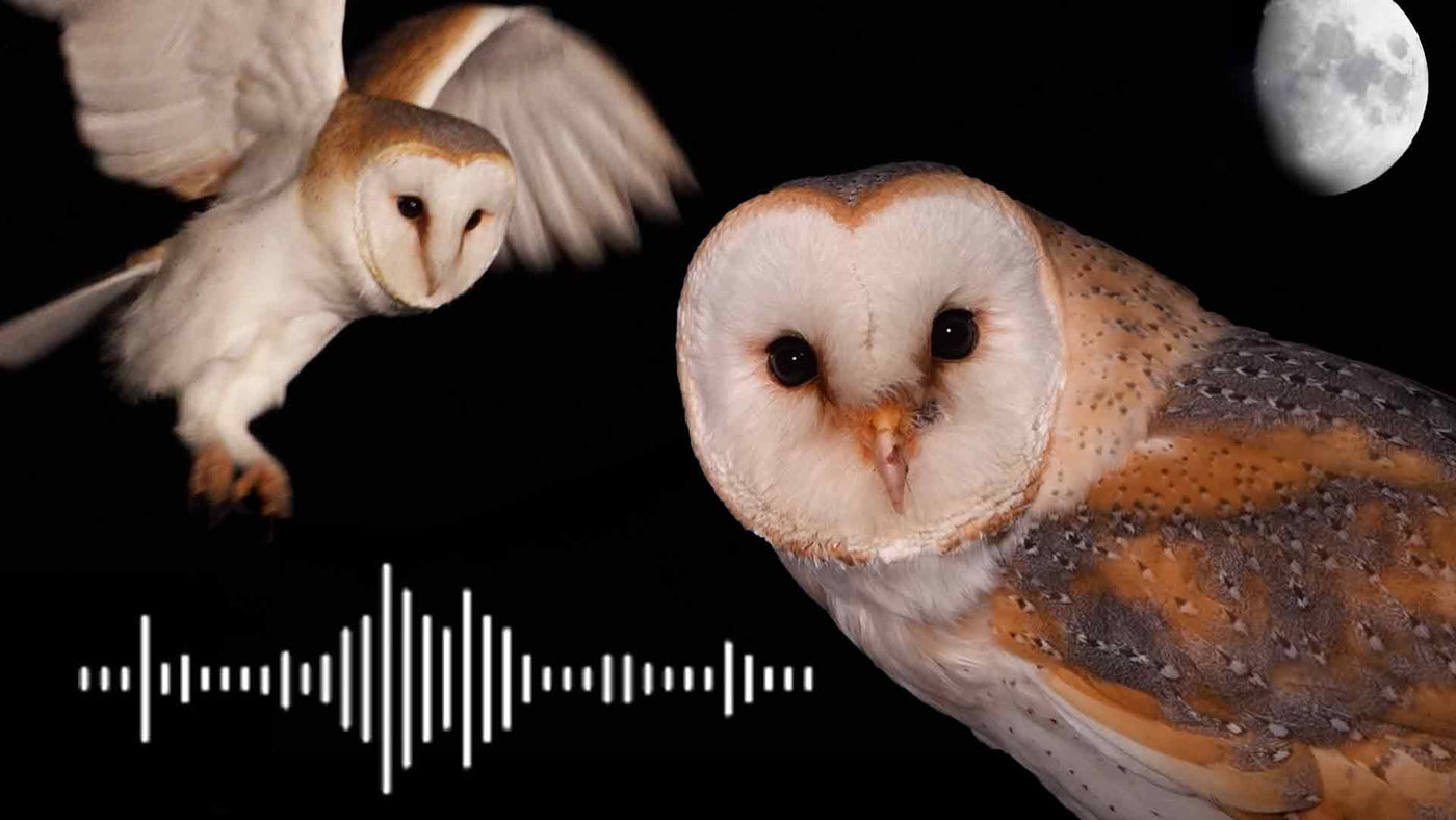 Film | Barn owl sounds & what each call means | Discover wildlife