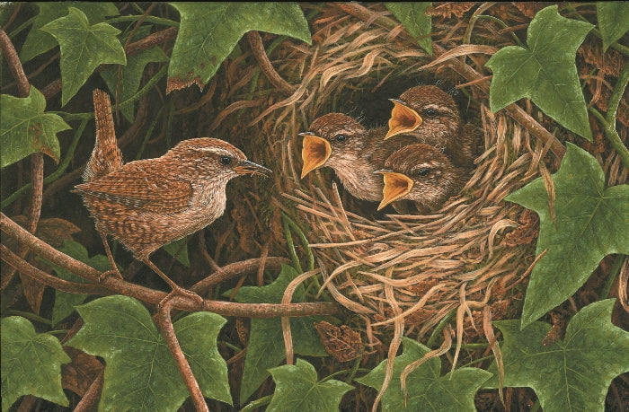 Hard working wren mum raises chicks alone