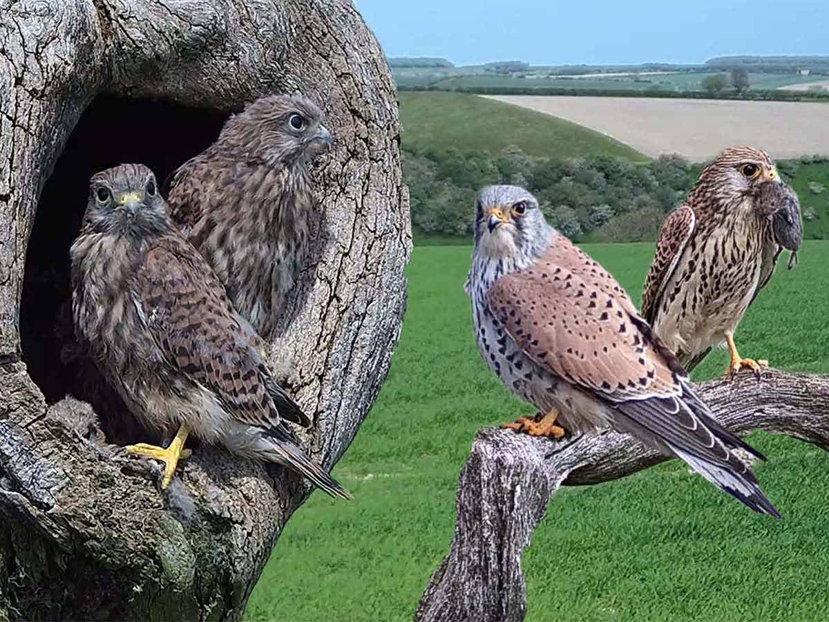 Kestrels of Fotherdale | The survival story of a formidable falcon family