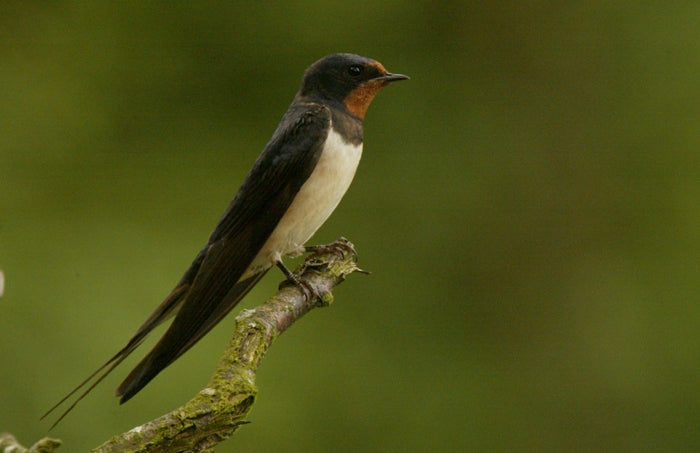 Swallow Summer