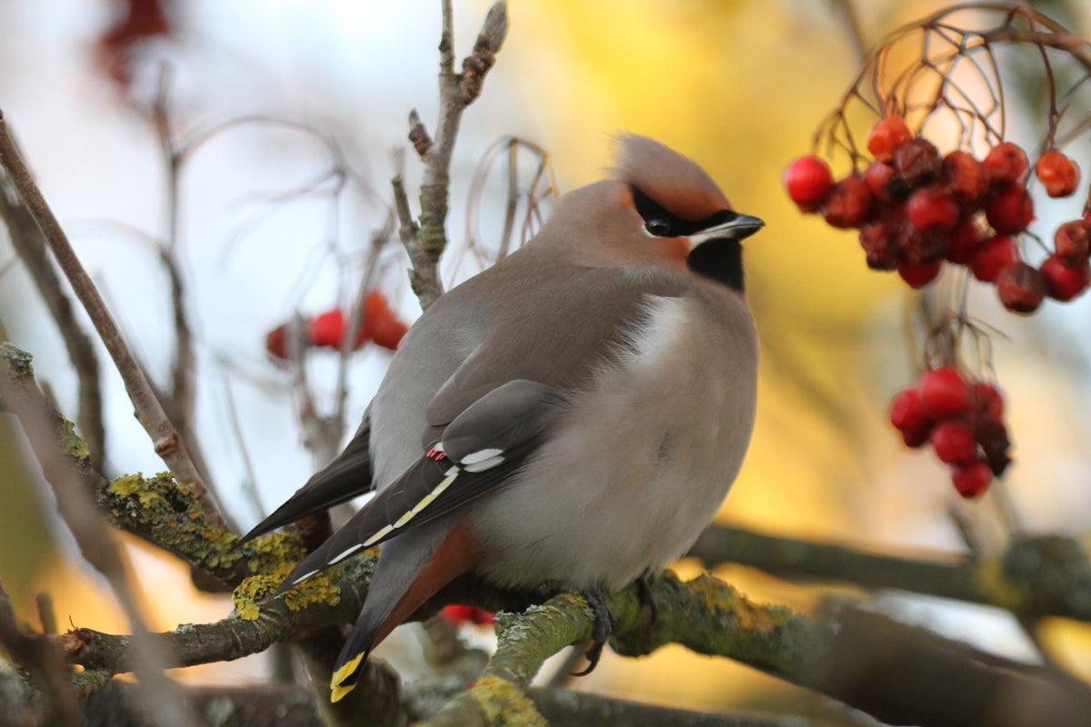 Searching for Waxwings in Winter