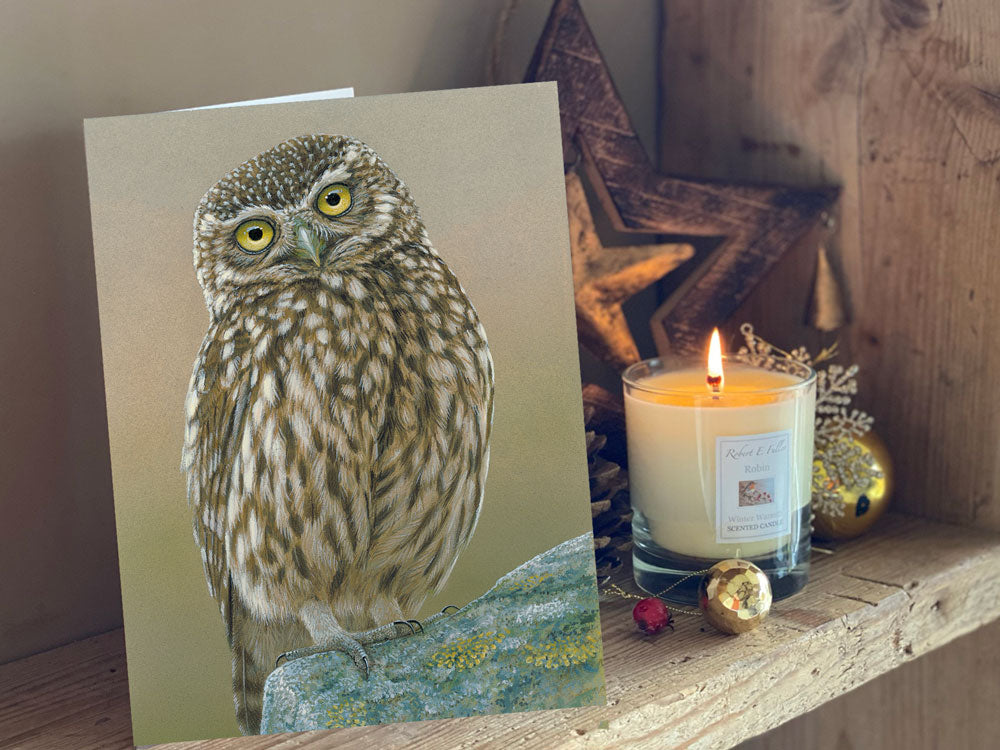 Inquisitive Little Owl | Pack of 5 Christmas cards