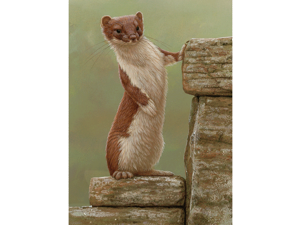 Christmas is coming | Individual card | Christmas verse Christmas is coming | Individual card | Christmas verse