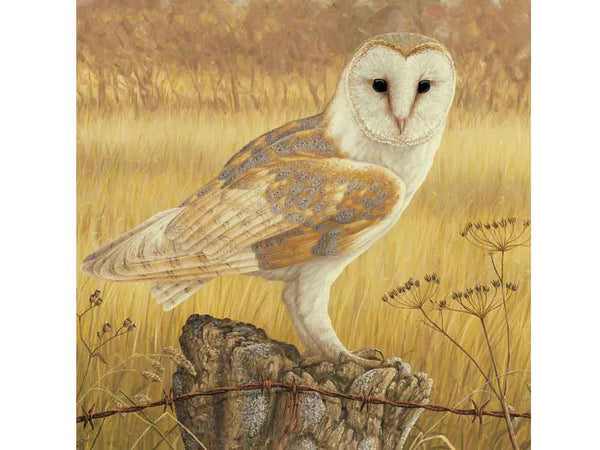 Barn Owl at Rest | Individual Card | Size 6x6 Barn Owl at Rest | Individual Card | Size 6x6
