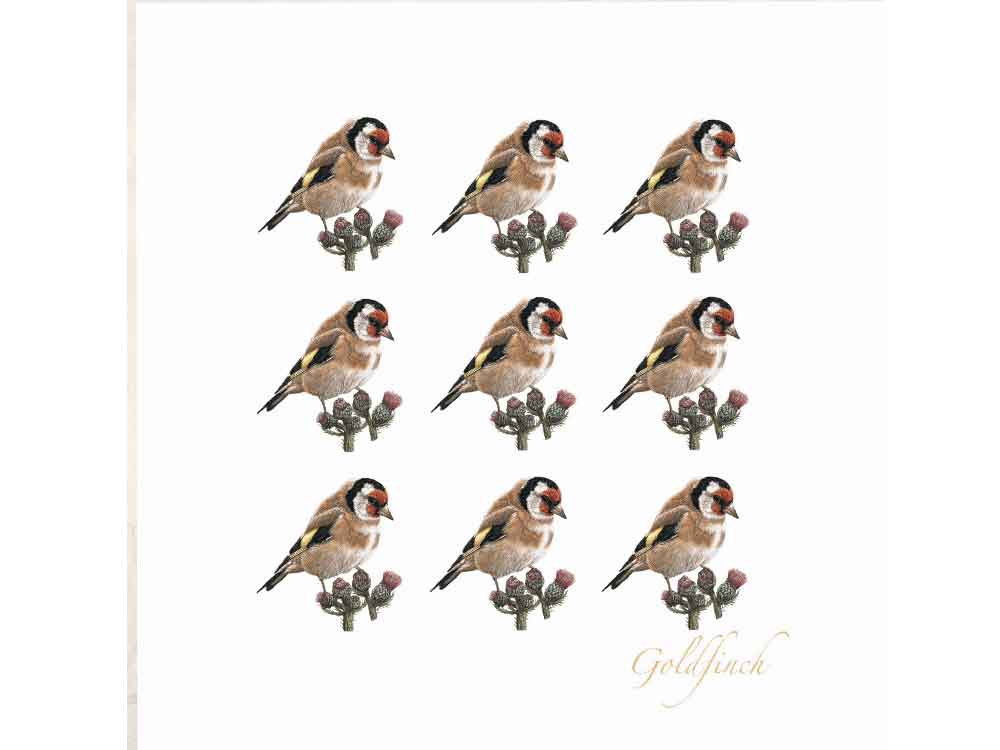 6x6-Goldfinch