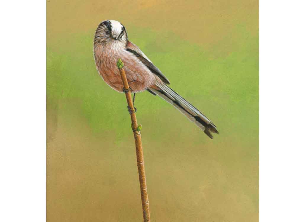6x6_longtailed-tit-guilder-rose