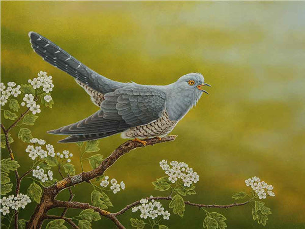 Cuckoo in Hawthorn | Individual Card | Size A Cuckoo in Hawthorn | Individual Card | Size A