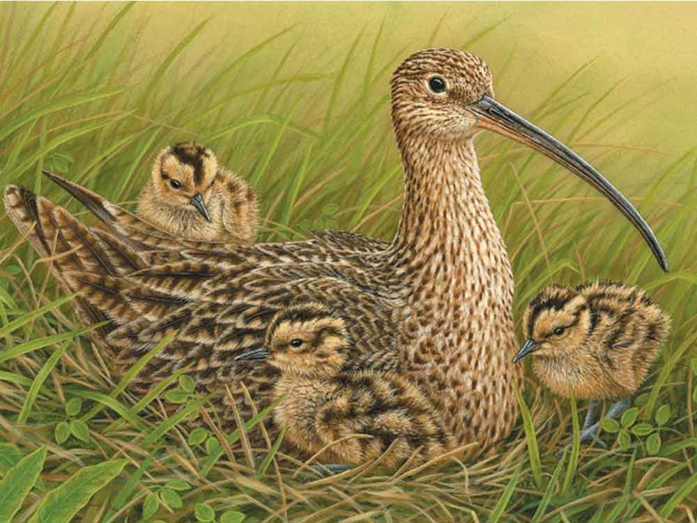 A_Curlew_and_chicks
