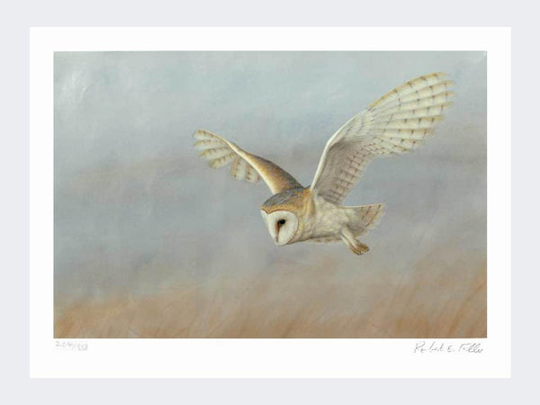 Barn Owl on Lookout | Limited Edition Art Print Barn Owl on Lookout | Limited Edition Art Print