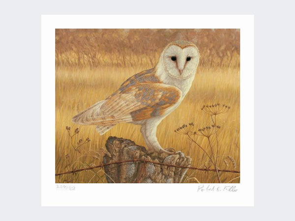 Barn Owl at Rest | Limited Edition Art Print Barn Owl at Rest | Limited Edition Art Print