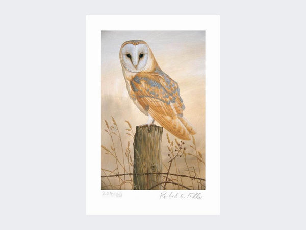 Barn Owl on Fence Post | Limited Edition Art Print Barn Owl on Fence Post | Limited Edition Art Print