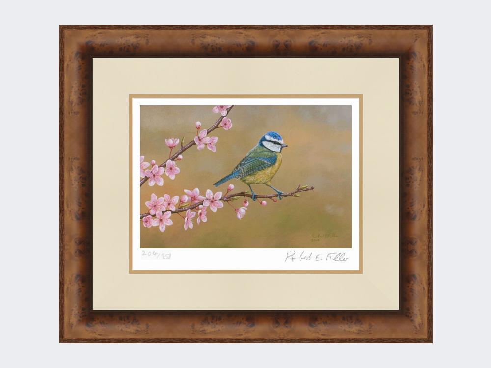 Blue-Tit-on-Cherry-Blossom-Print-Medium-Walnut-Burr