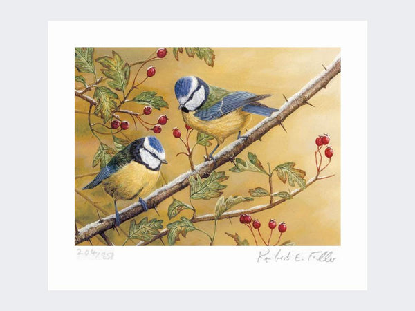 Blue Tits | Limited Edition Art Print Blue Tits | Limited Edition Art Print