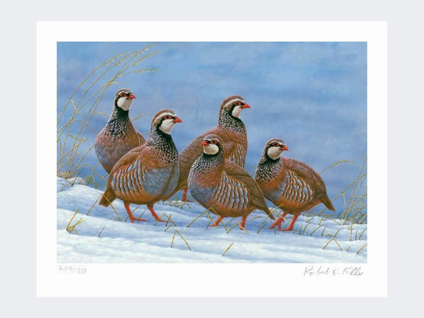 Covey of Partridges | Limited Edition Art Print Covey of Partridges | Limited Edition Art Print