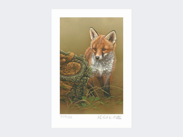 Curious Fox Cub | Limited Edition Art Print Curious Fox Cub | Limited Edition Art Print