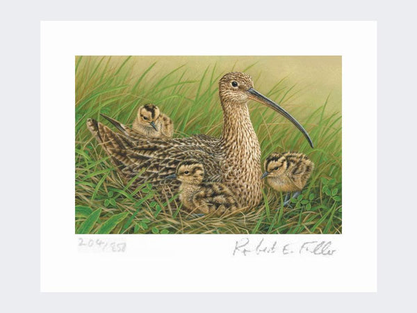 Curlew and Chicks | Limited Edition Art Print Curlew and Chicks | Limited Edition Art Print