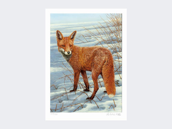 Fox on the Lookout | Limited Edition Art Print Fox on the Lookout | Limited Edition Art Print