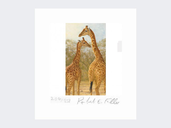 Giraffe of Etosha Print Giraffe of Etosha Print