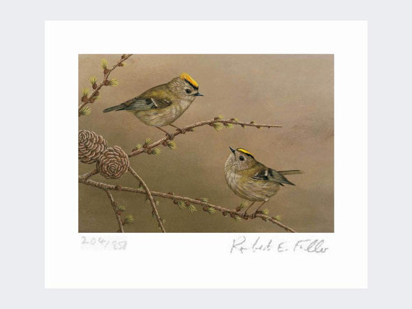 Goldcrest on Larch | Limited Editon Print Goldcrest on Larch | Limited Editon Print