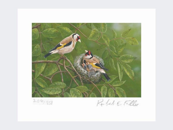 Goldfinch at Nest | Limited Edition Art Print Goldfinch at Nest | Limited Edition Art Print