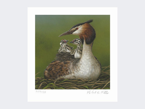 Great Crested Grebe and Chicks | Limited Edition Art Print Great Crested Grebe and Chicks | Limited Edition Art Print