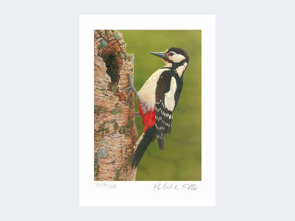 Great Spotted Woodpecker on Silver Birch | Limited Edition Art Print Great Spotted Woodpecker on Silver Birch | Limited Edition Art Print