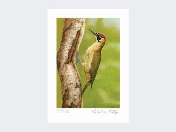 Green Woodpecker in Silver Birch | Limited Edition Art Print Green Woodpecker in Silver Birch | Limited Edition Art Print