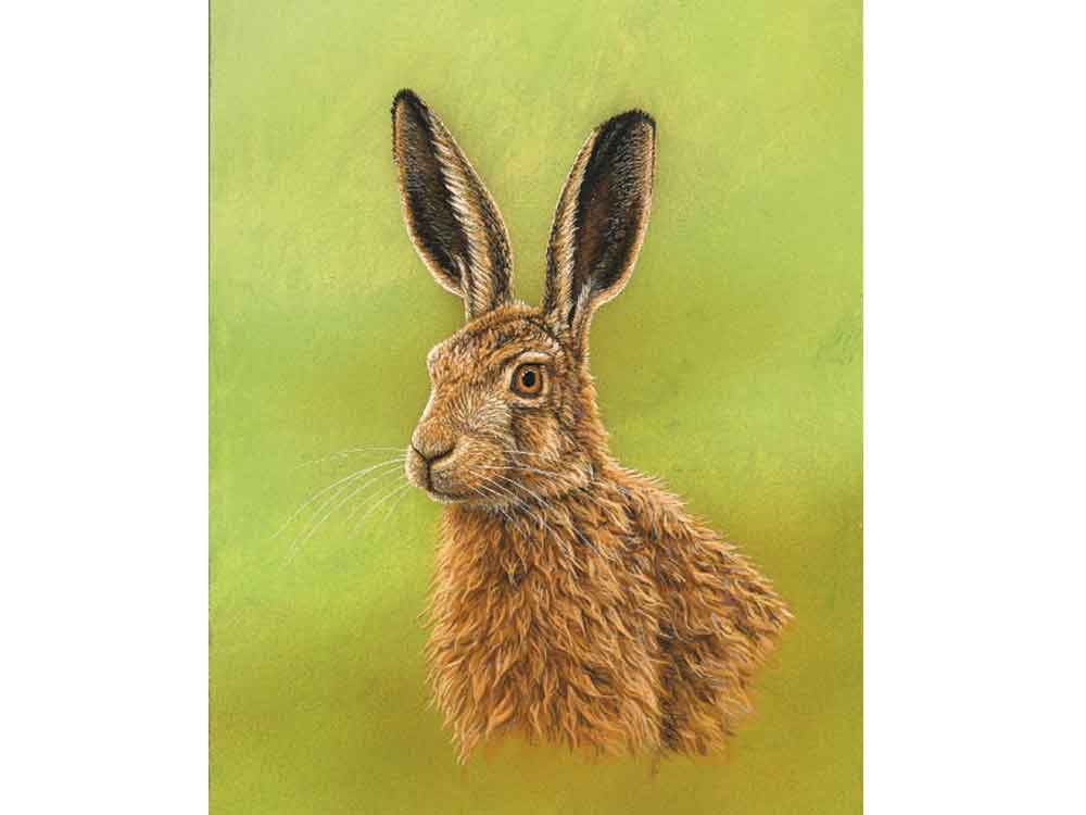 Hare-Portrait