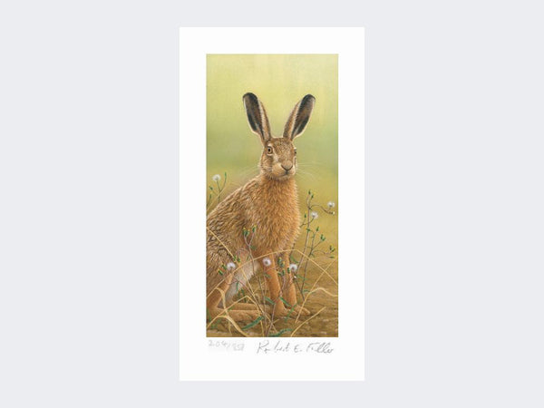 Hare in Mayweed | Limited Edition Art Print Hare in Mayweed | Limited Edition Art Print