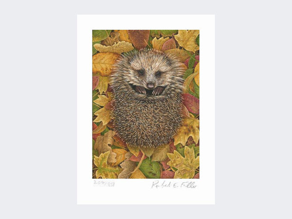 Hedgehog in Autumn Leaves | Limited Edition Art Print Hedgehog in Autumn Leaves | Limited Edition Art Print